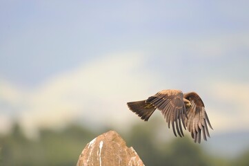 YELLOWBILLED KITE on the wing,  - 766907740