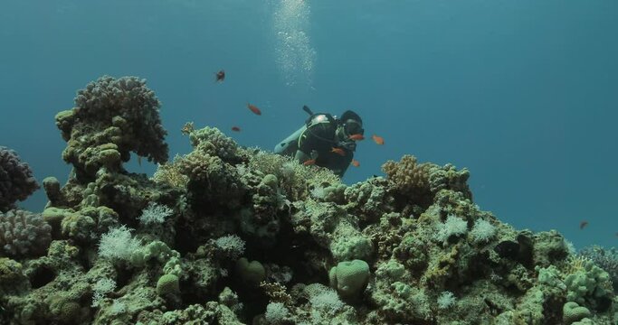 a diver swimming above a hill covered with corals