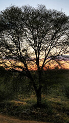 Fototapeta na wymiar sunset behind the trees