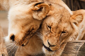 Two cuddling lionesses. 