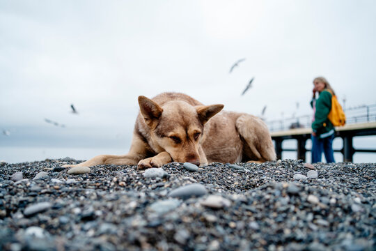 Sad dog sitting on gravel with woman near shore