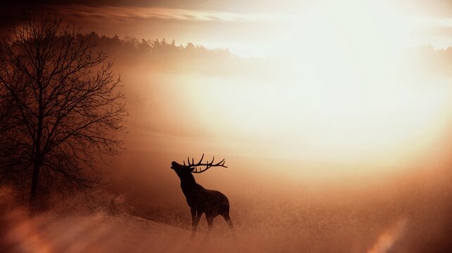 Free elk with horns in forest image