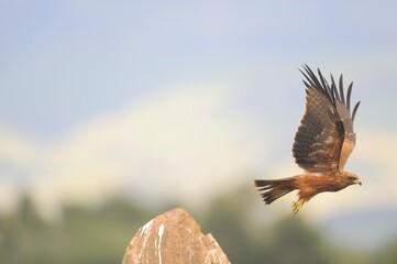 YELLOWBILLED KITE on the wing, 
