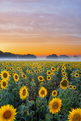 A field of sunflowers at sunrise