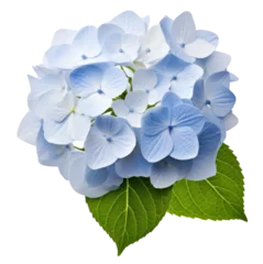 Kussenhoes hydrangea flower isolated on transparent background © Mr.Tom-PNG