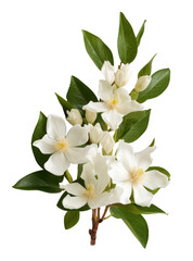 Obraz na płótnie Canvas jasmine flower isolated on transparent background