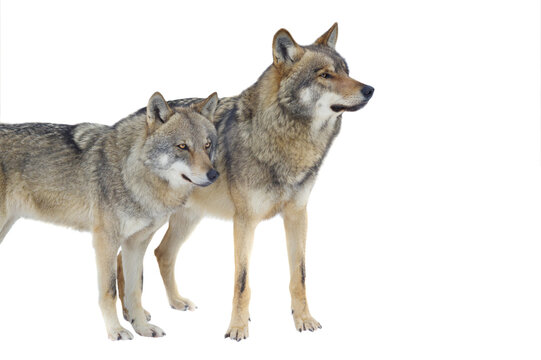 Wolf and she-wolf isolated on white background © fotomaster