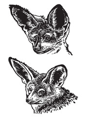 Graphical portraits of fox with long ears on white, vector illustration