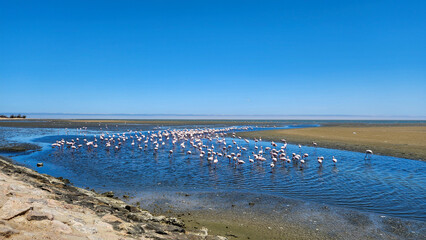 Many flamingos gathered in stagnant sea water