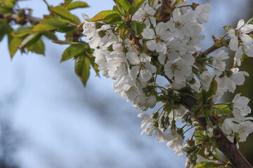 White flowers of the cherry tree.
