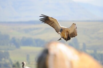 CAPE VULTURE (Gyps coprotheres), threatened status.
in flight, wings outstretched.  - 766911992
