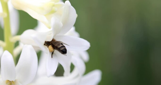 pszczoła z pyłkiem na nogach na kwiatach hiacynta, bee on a hyacinth flower	