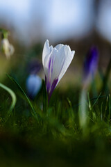spring crocus flowers