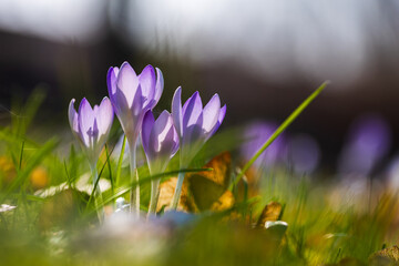 purple crocus flowers