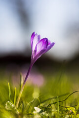 purple crocus flower