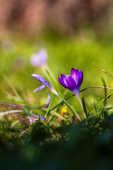 flowers in the grass