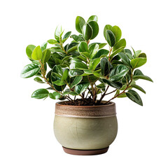 potted plant