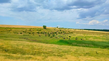 Fototapeta premium Many cows graze in the meadow. Green valley for grazing animals. Livestock on a meadow