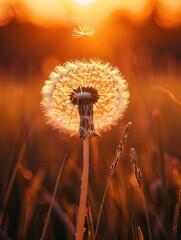 Dandelion at sunset with one seed flying away. Generated AI.