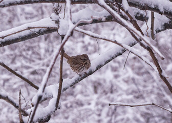 House sparrow perched on a snowy tree branch.