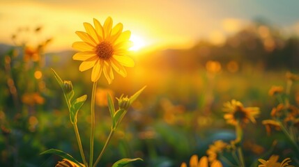 field of sunflowers at sunrise AI generated image. - obrazy, fototapety, plakaty