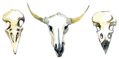watercolor buffalo skull, Bird skull hand painted watercolor illustration  set. Clipart on a white background