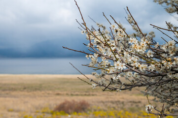 Fruit trees blooming in spring.