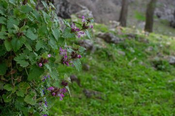 Beautiful colorful flowers in springtime. Lamium maculatum.