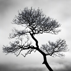 Tree with Spreading Branch Alone, Monochrome