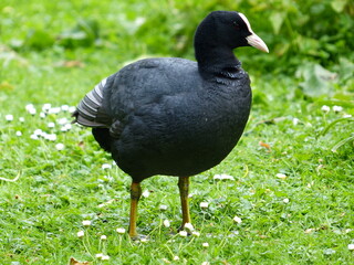 Foulque macroule dans un jardin