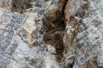 Bird's nest on the rocks. Western Rock Nuthatch nest.