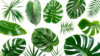 Fototapeta na wymiar Different Tropical green leaves Isolated on Transparent Background, PNG Format