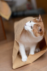 紙袋に入った猫　茶トラ白