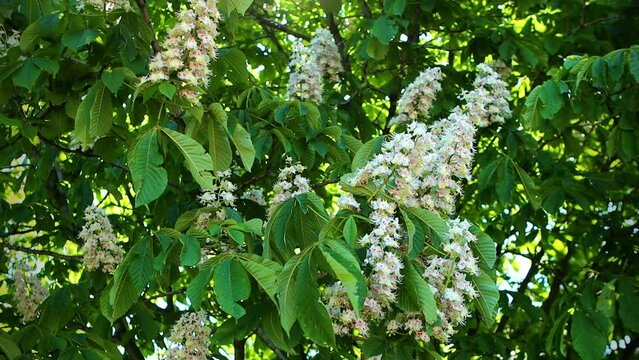Blooming chestnut tree background. Slow motion. Spring concept footage.