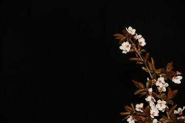 Fruit tree branch flowering in spring. Black background.