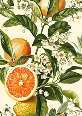 Foto auf Glas A vintage print of bergamot, lemon, grapefruit, Lilly of the valley © Wendelin