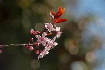Fruit tree branch blooming in spring. Black background.