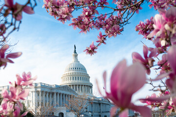 Capitol building in blossom tree. Spring Capitol hill, Washington DC. Capitols dome in spring. United States capitol building in spring. Congress during the spring cherry blossom season.