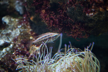 Milano, acquario, pesci,