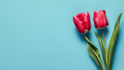 Blue background with red tulips space for copy text, banner backdrop template with tulips, Spring or mother's father's day concept with tulips, AI generated