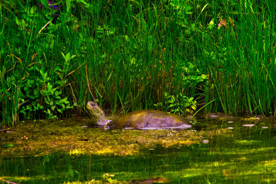 Swamp Pond Slider River Turtle, Okefenokee Swamp National Wildlife Refuge
