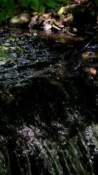 stream in green forest,clean water and spring green forest,nature background