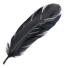 Black quill, cut out - stock png.
