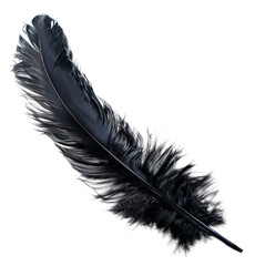 Black quill on transparent background - stock png.