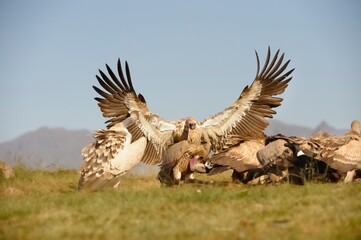 CAPE VULTURE (Gyps coprotheres), threatened status.
in flight, wings outstretched.  - 766926704