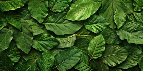 Vibrant Leaf Texture Close-Up - obrazy, fototapety, plakaty