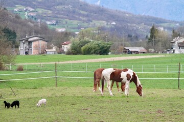 horses grazing on a ranch of a farm