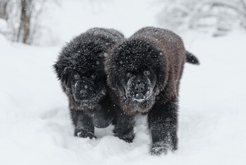 newfoundland dog walk on path