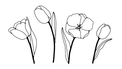 Black and white hand drawn floral illustration with delicate tulips. Outline of tulips isolated on a white background.