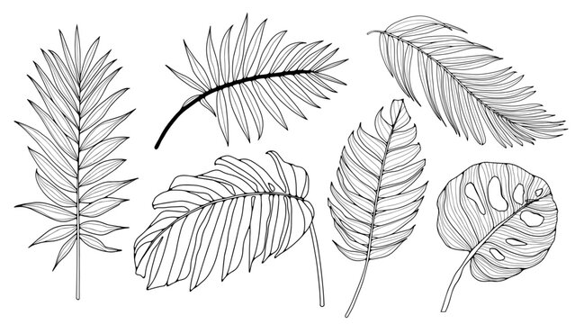 Hand drawn set of black and white tropical leaves and plants. Contours of tropical leaves isolated on a white background. Monstera leaves, fern, palm branches.